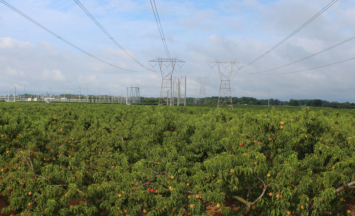 Shown is a peach orchard on an existing 500kV PSE&G line route in New Jersey.